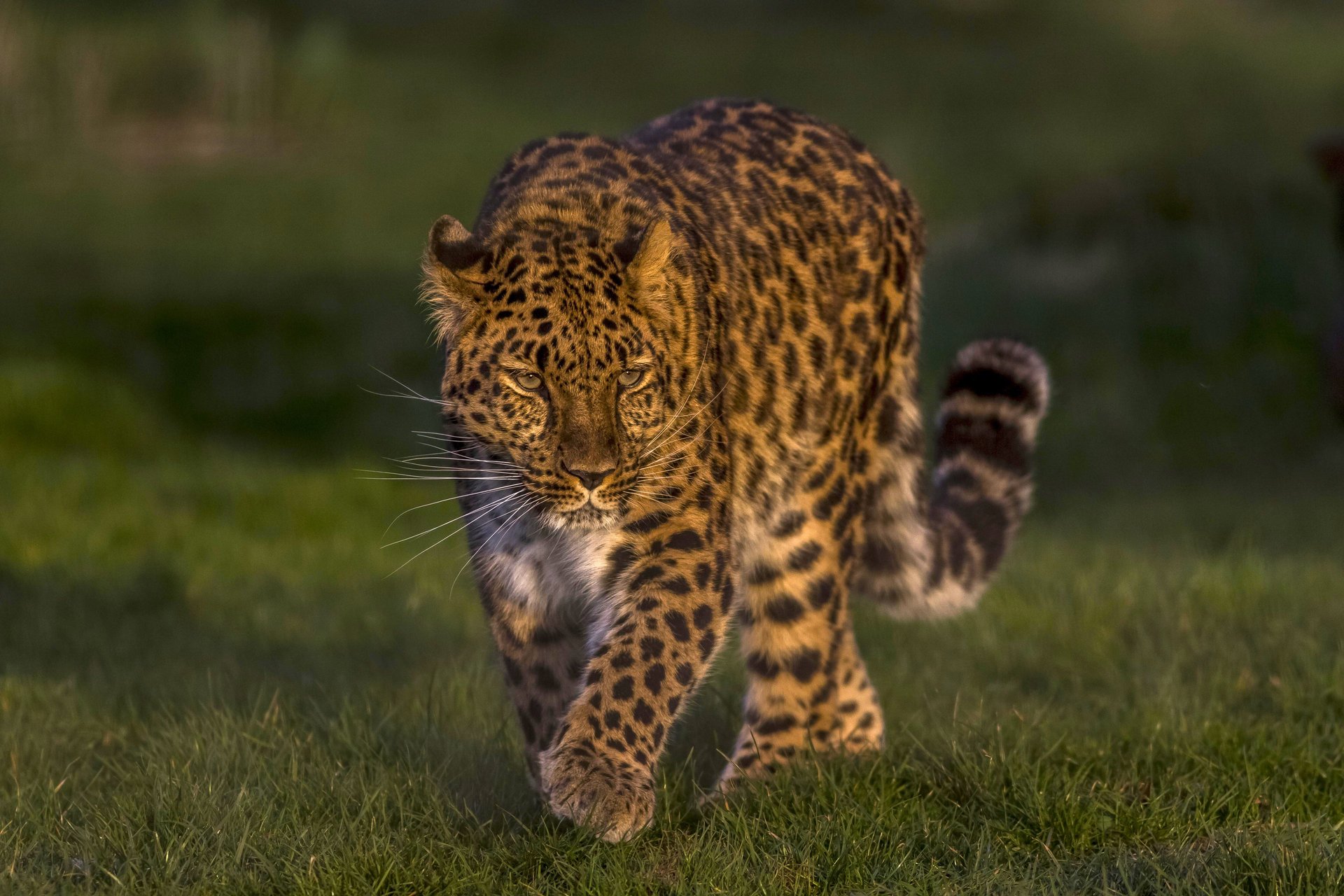 leopardo del lejano oriente leopardo de amur leopardo gato salvaje guapo