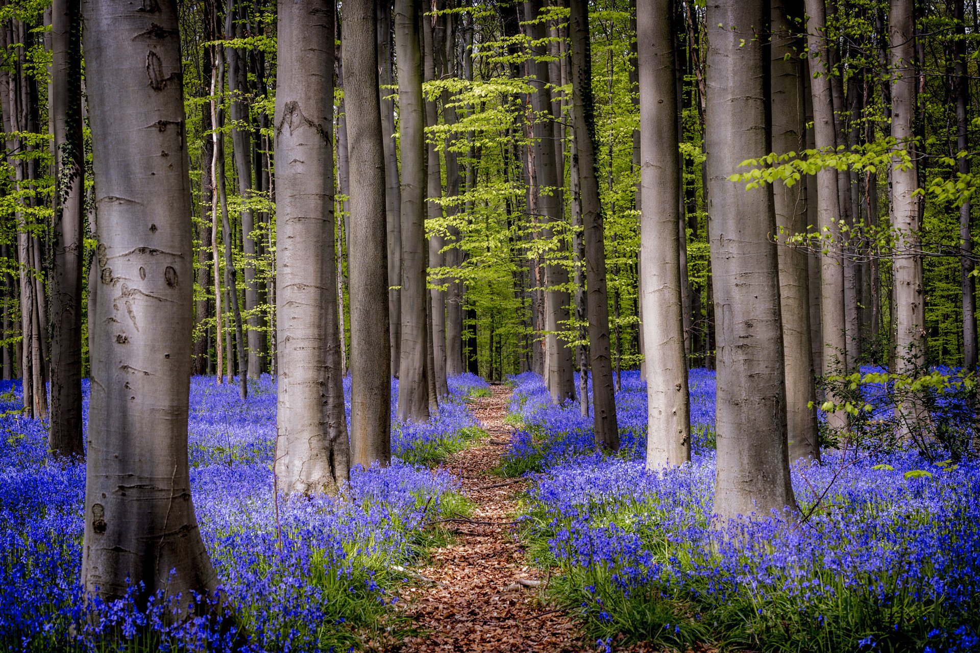 fiori natura foresta alberi campane sentiero