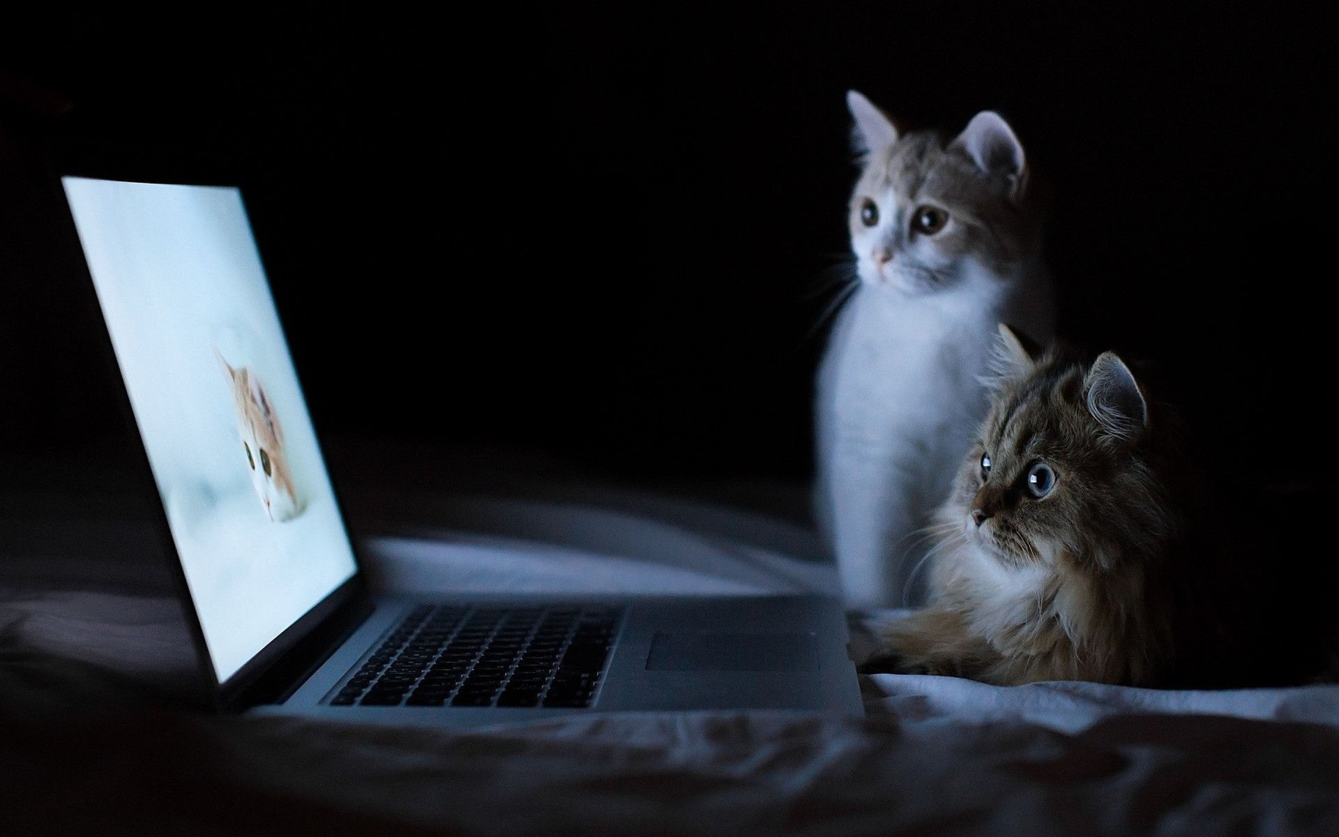 katzen laptop dunkler hintergrund