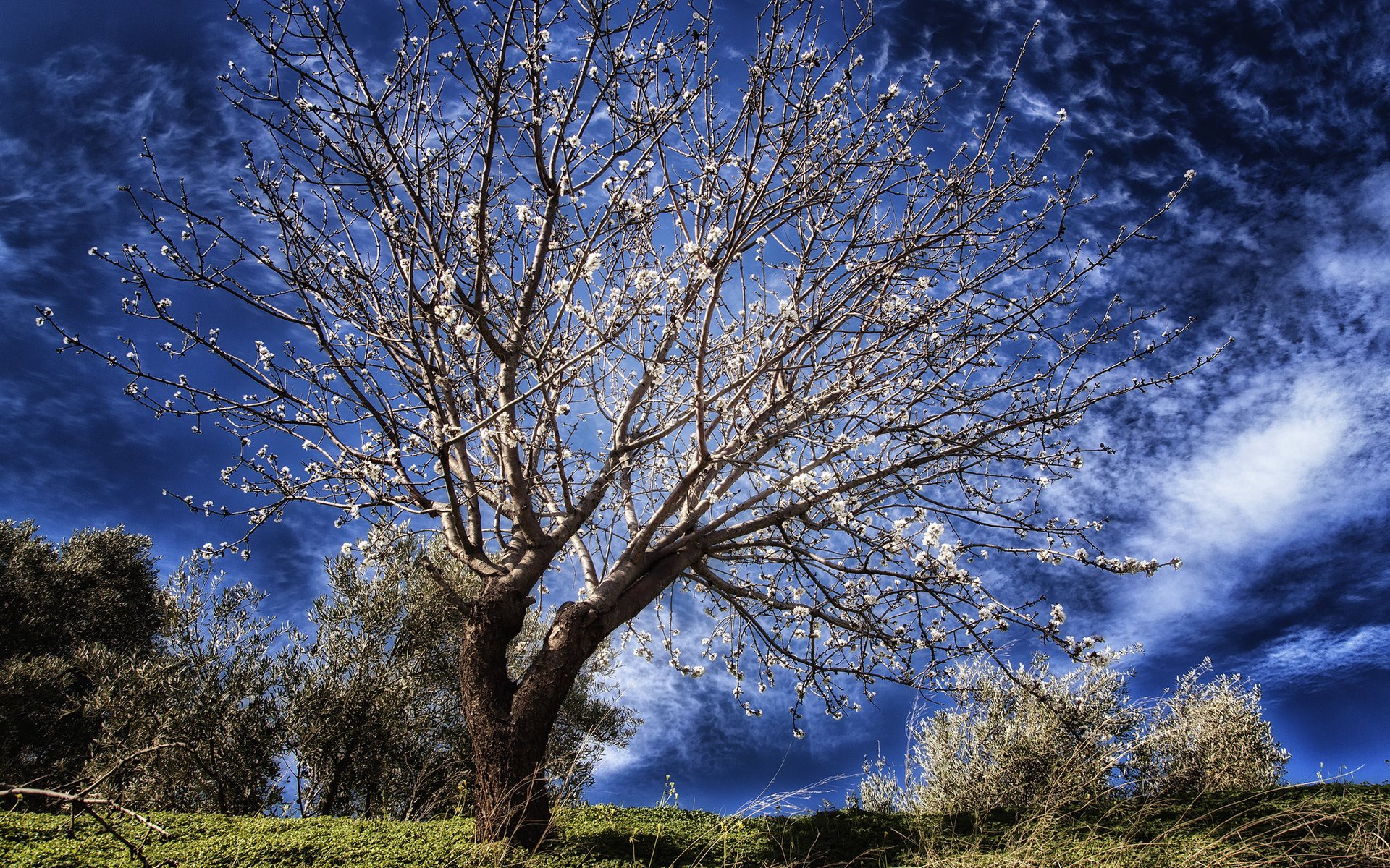 tree flowering blue the sky spring