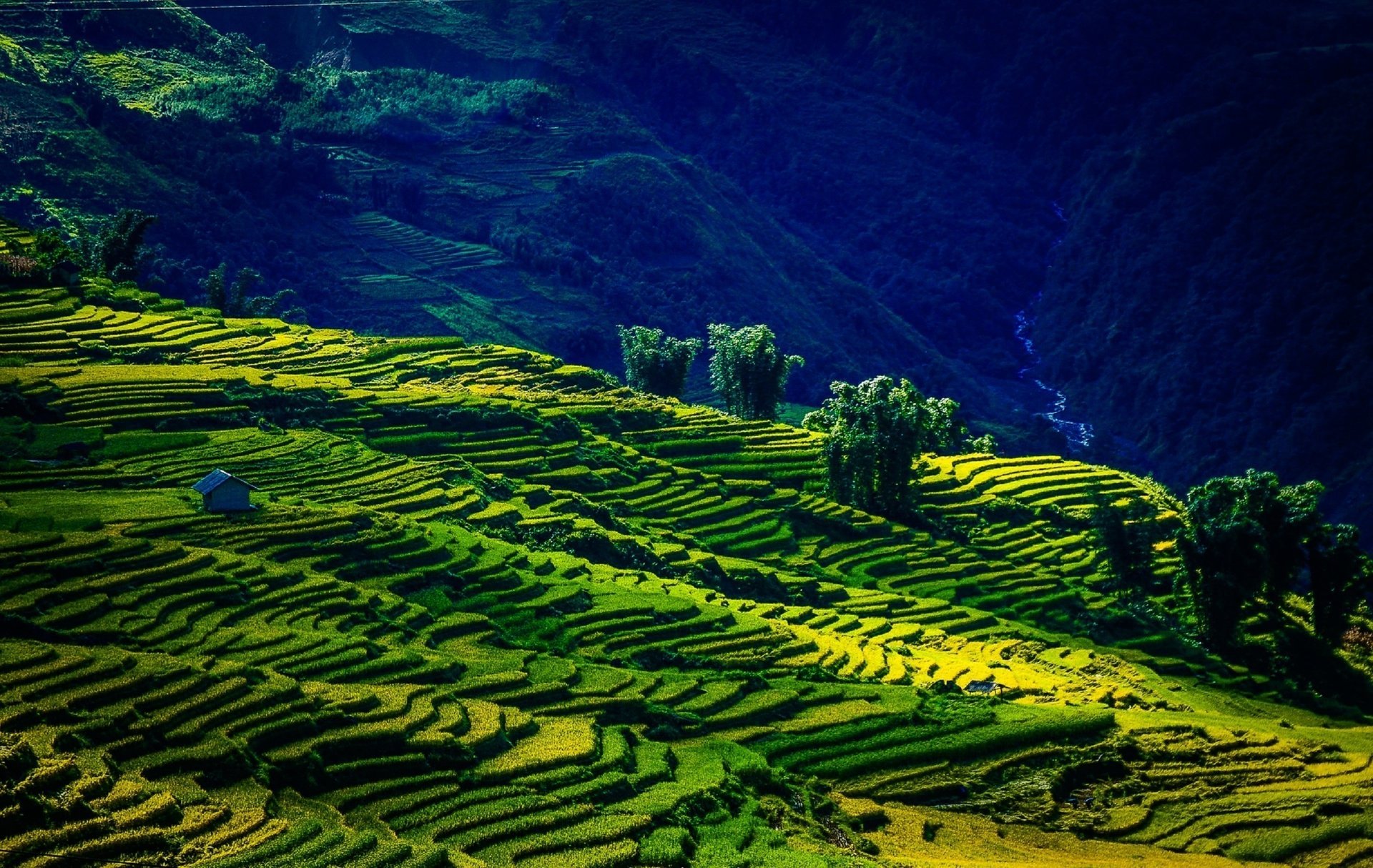 montañas campos vietnam verano hermoso