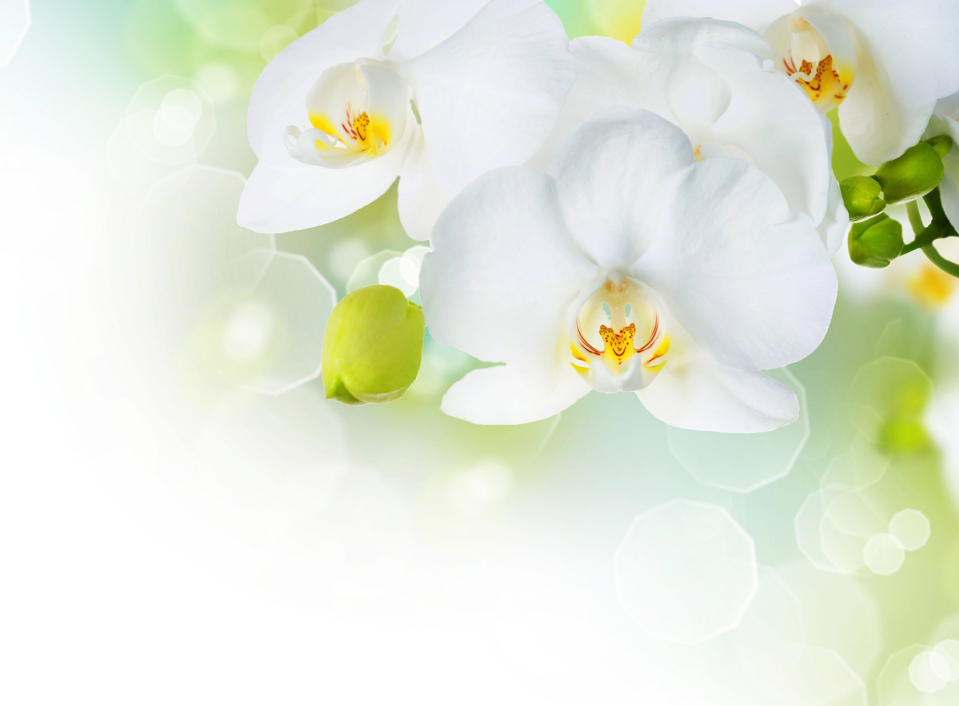 fleurs white phalaenopsis flowers tenderness petals beauty branch orchid