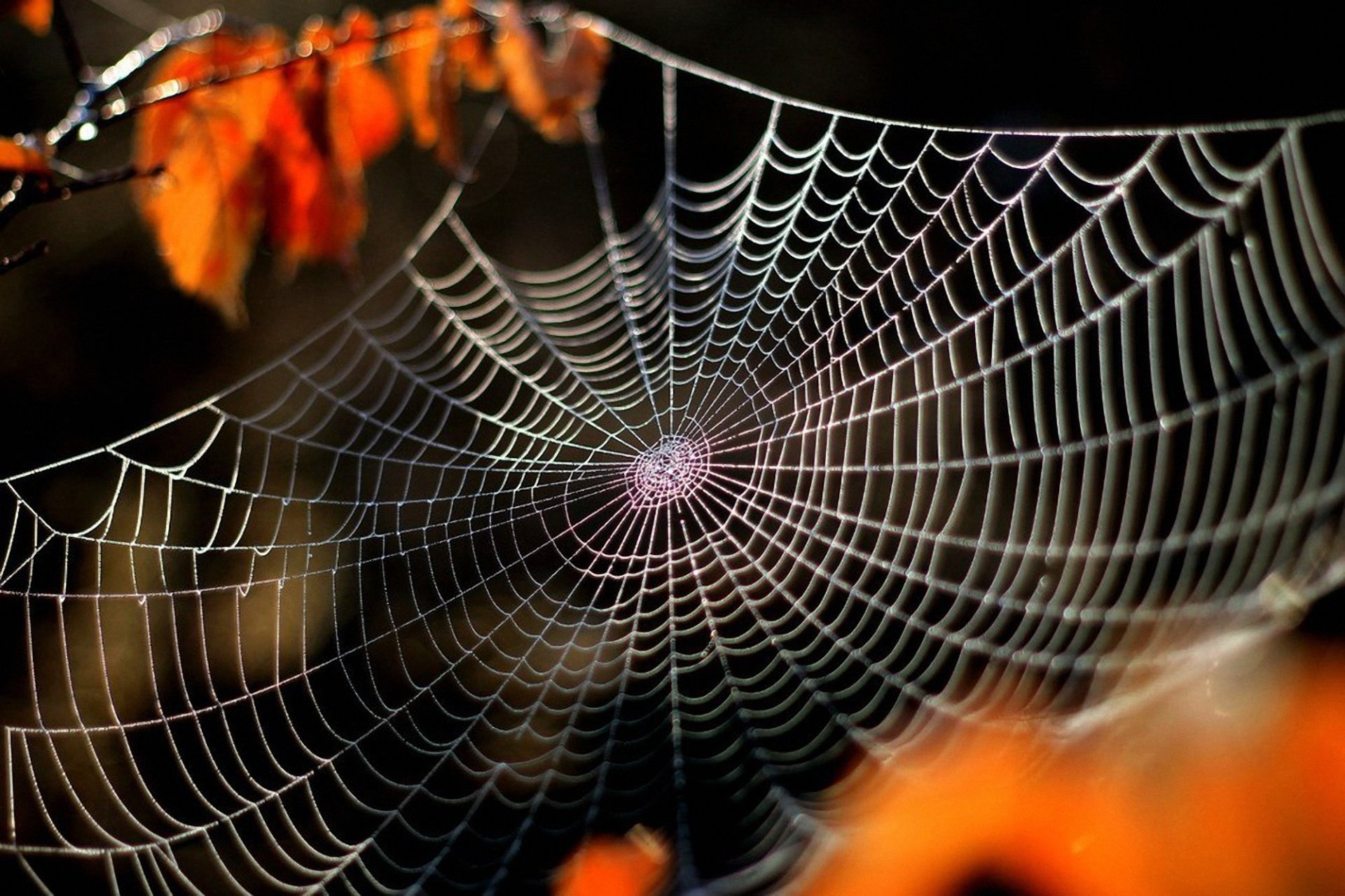 macro thème nature toile d araignée