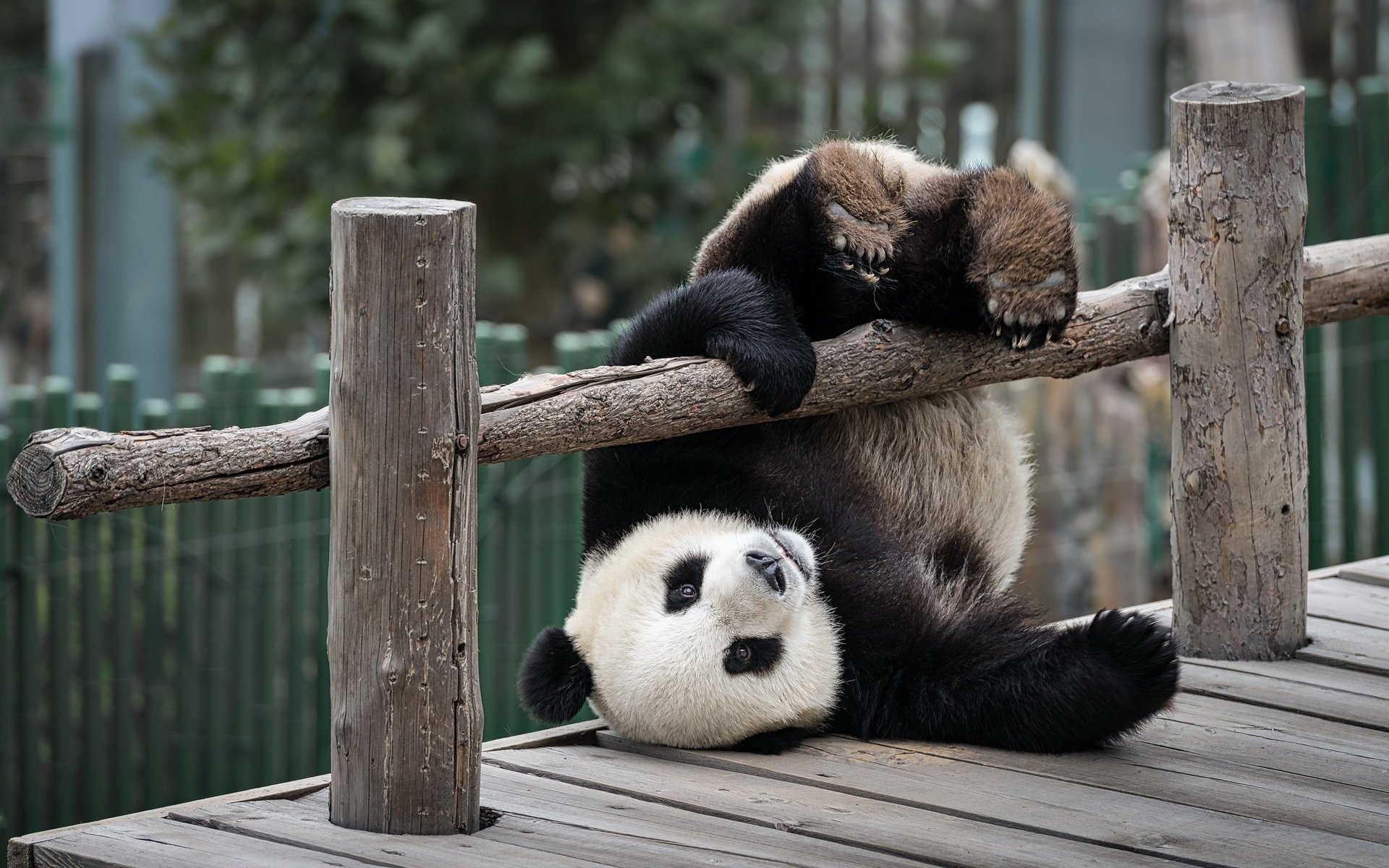 panda ours zoo