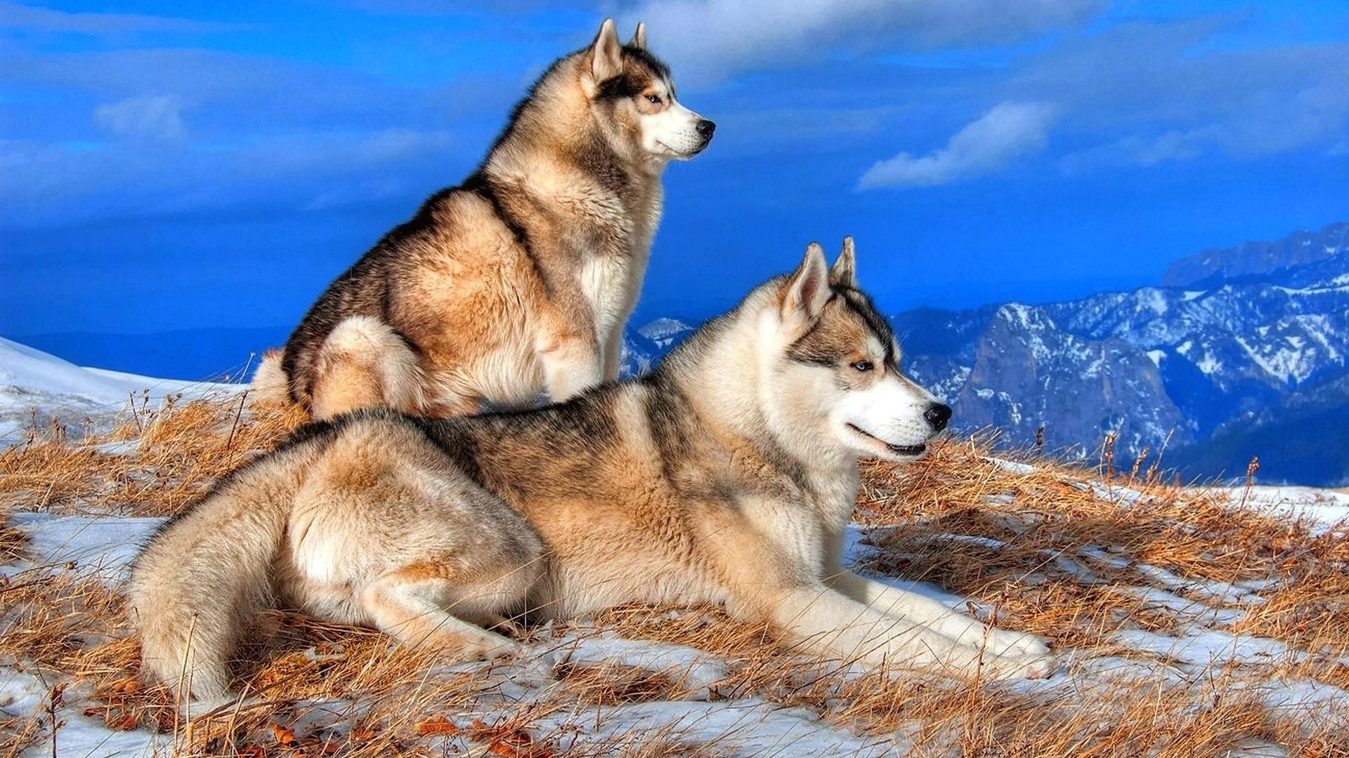 husky berge natur winter paar hunde