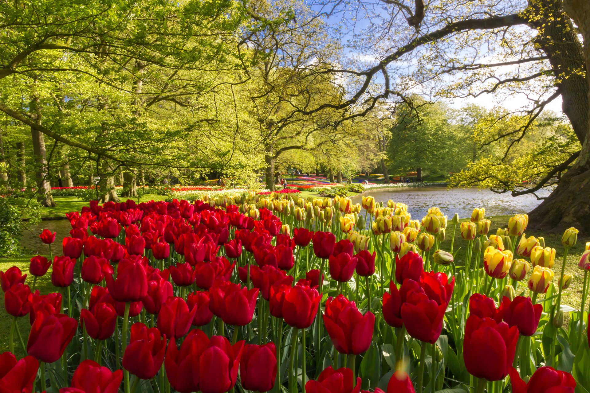 fiori foto parco paesi bassi primavera tulipani turisti