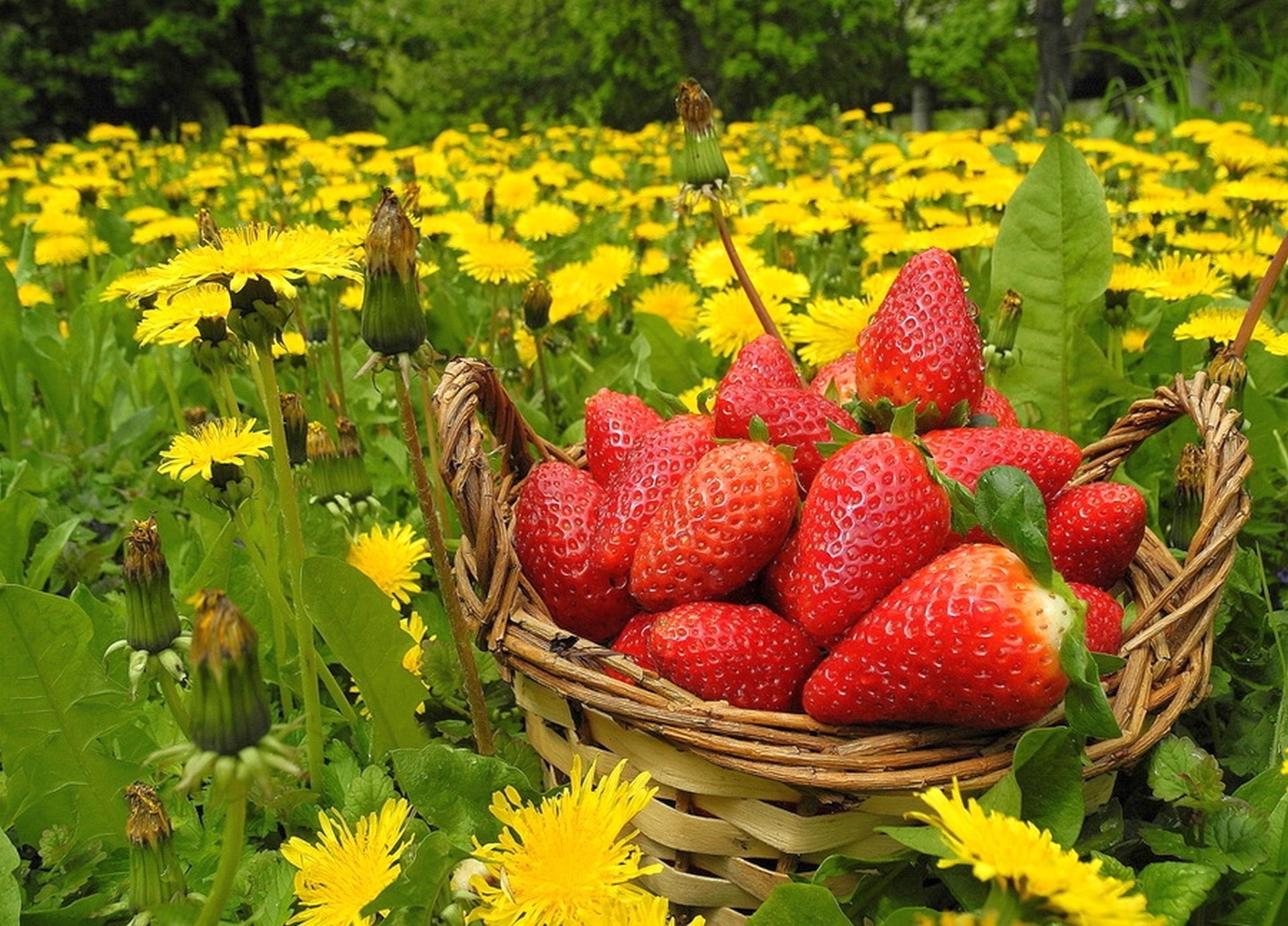 flowers strawberry basket