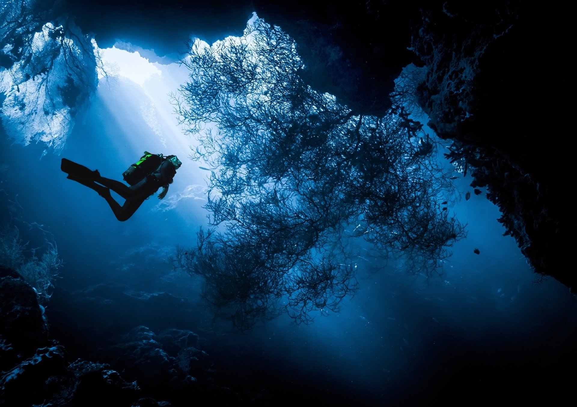 isla de menjangan indonesia buceo