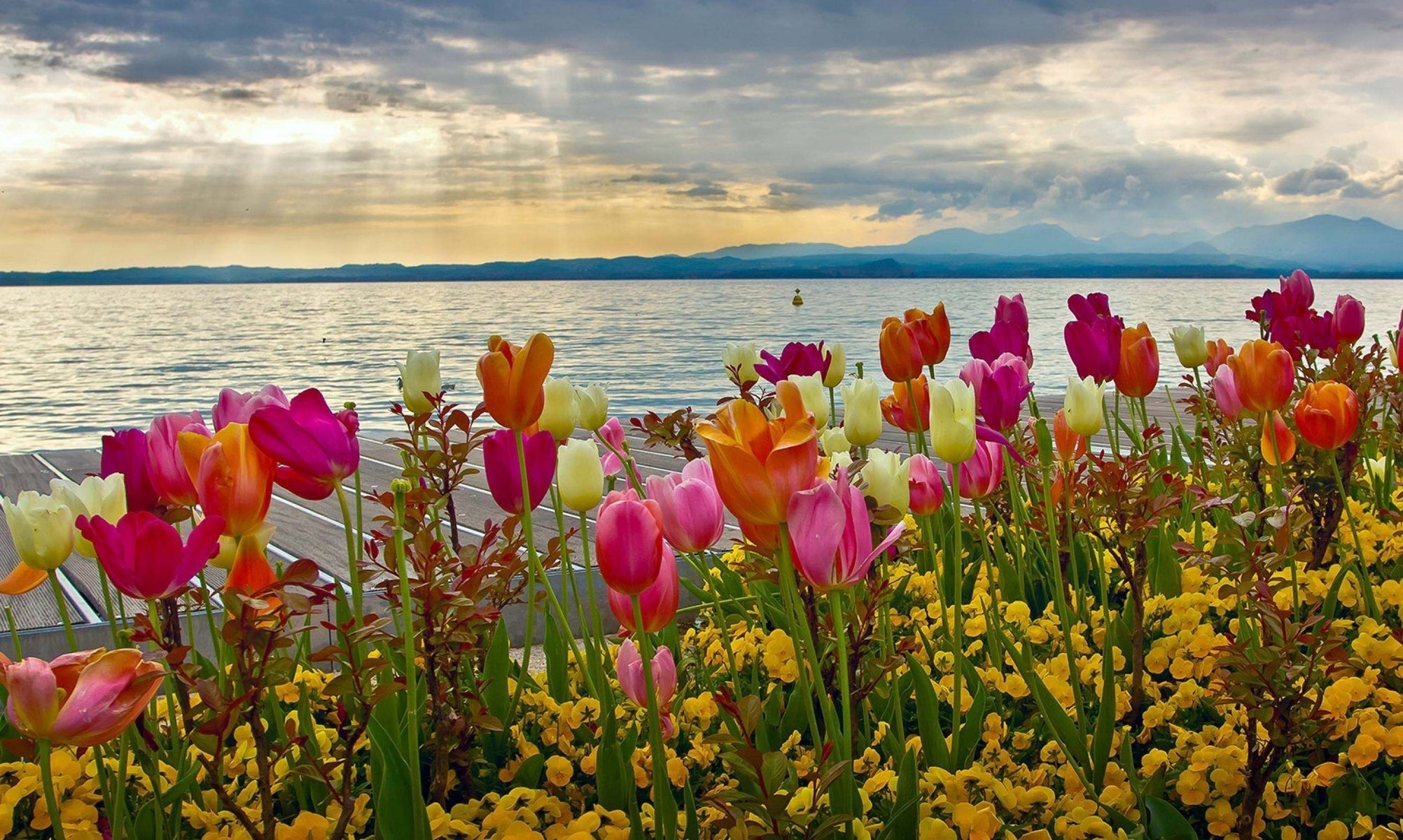 flowers nature spring flowerbed lake mountains tulip