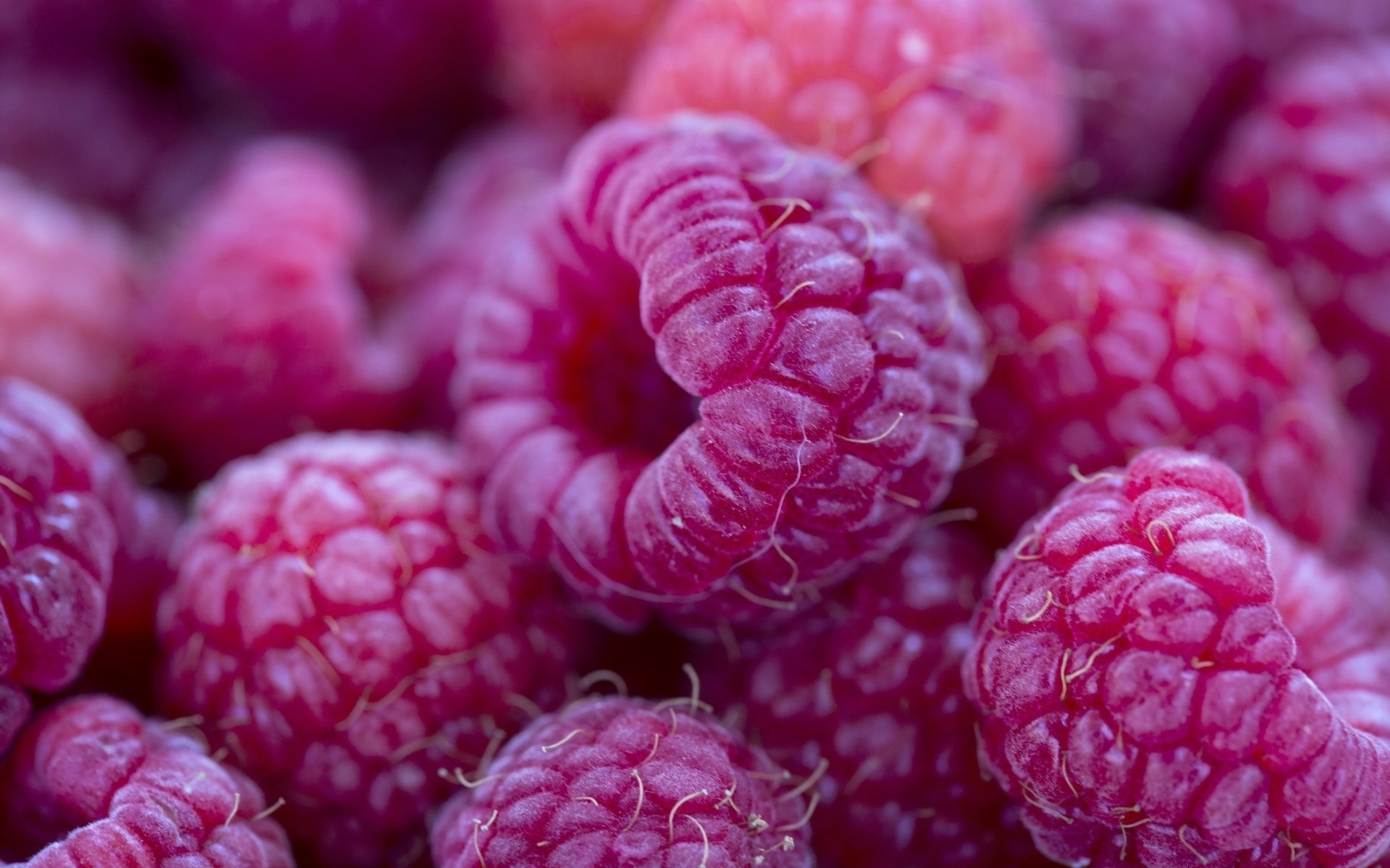 essen himbeeren makro beeren