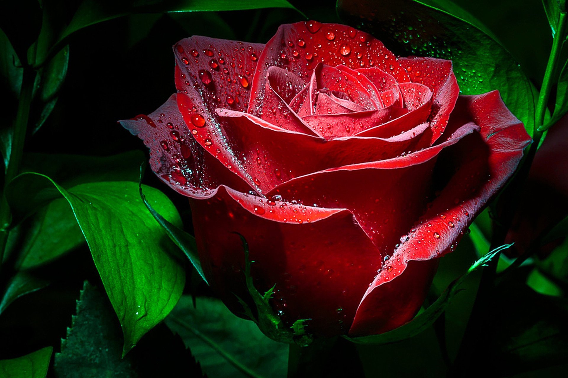 rosa macro gotas fondo oscuro