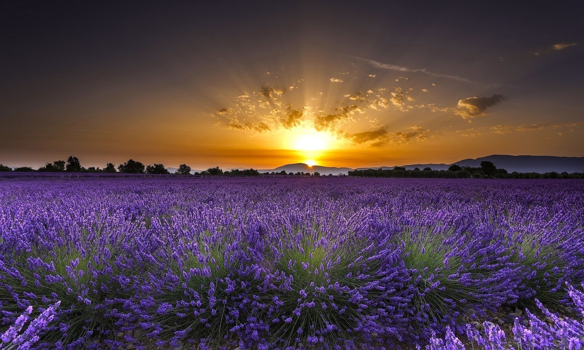 lavendel blumen landschaft