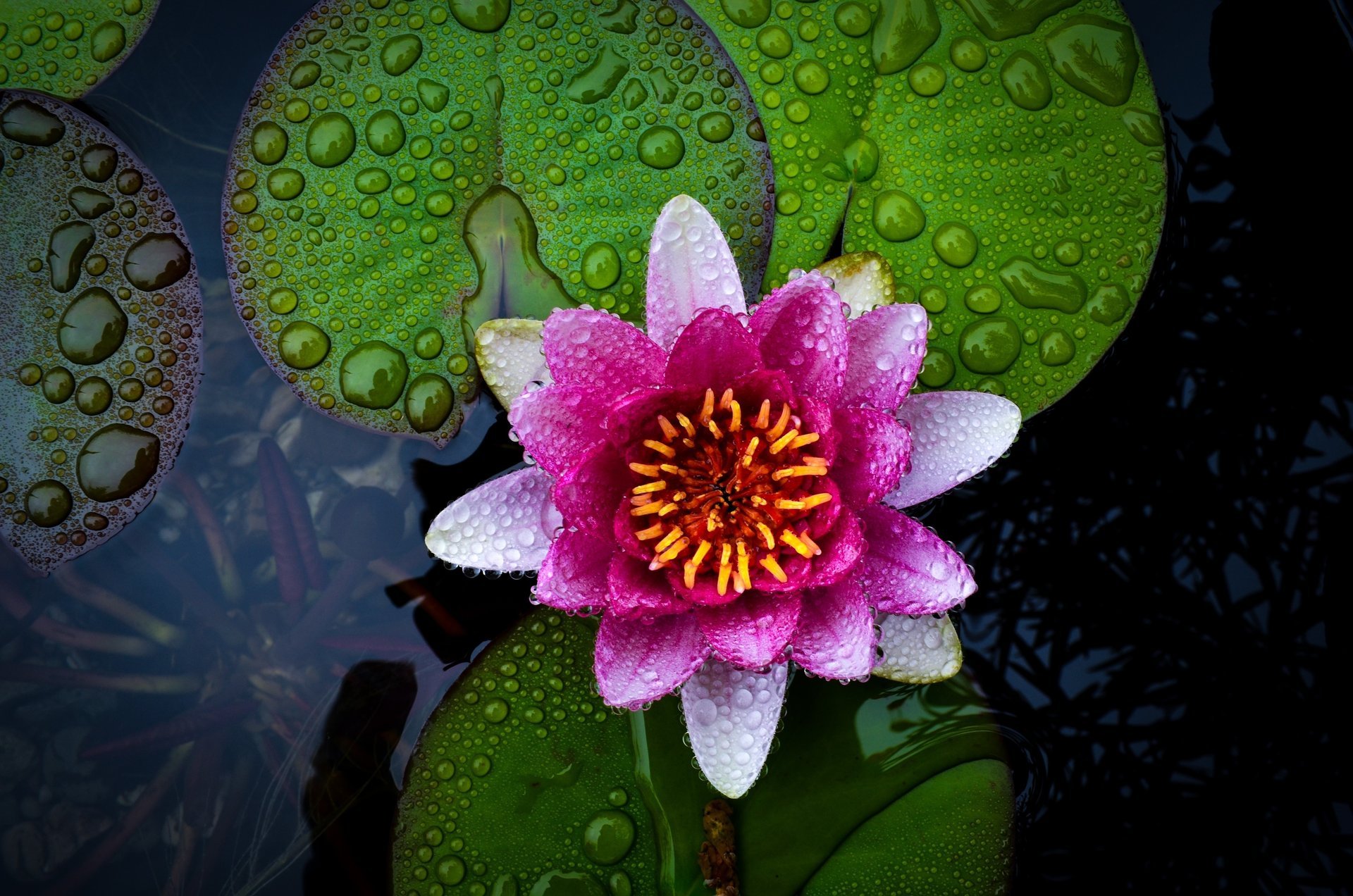 fiore acqua loto gocce bello