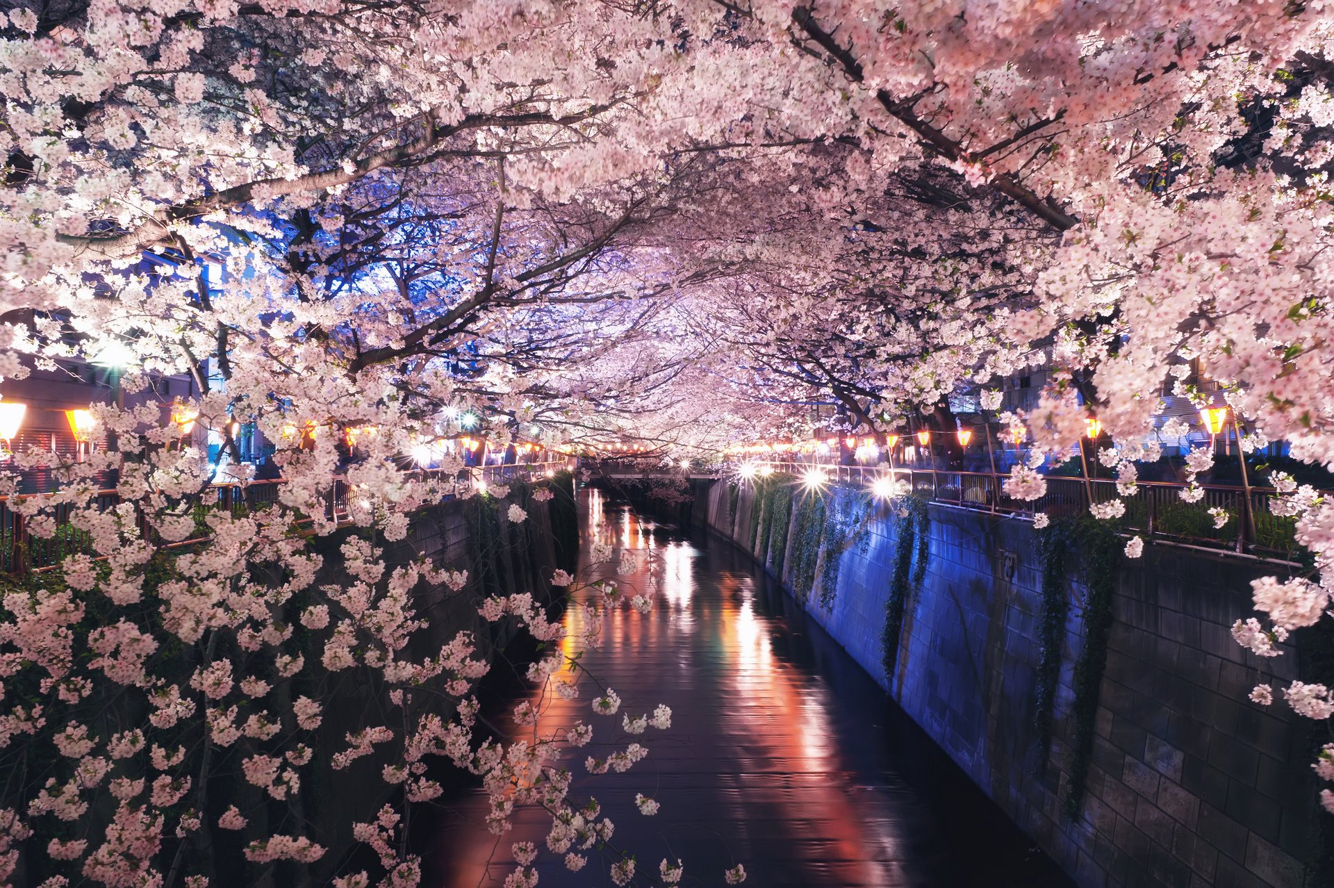 japan spring sakura flowering channel night light