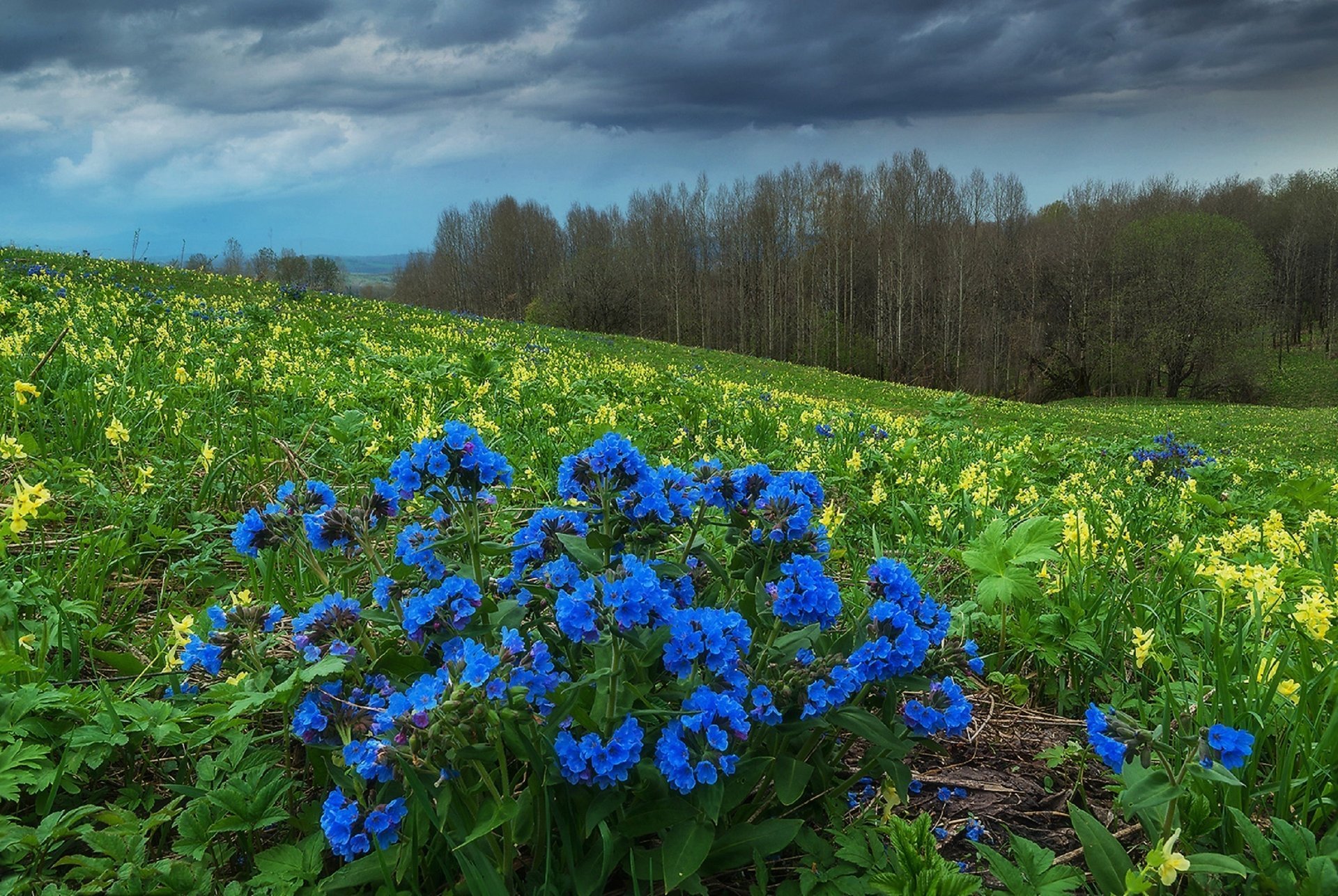 altai lungwort colline pedemontane siberia primavera