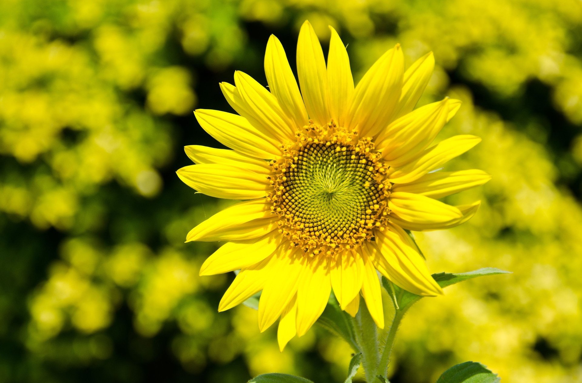 girasole fiori giallo petali fiore sfocatura