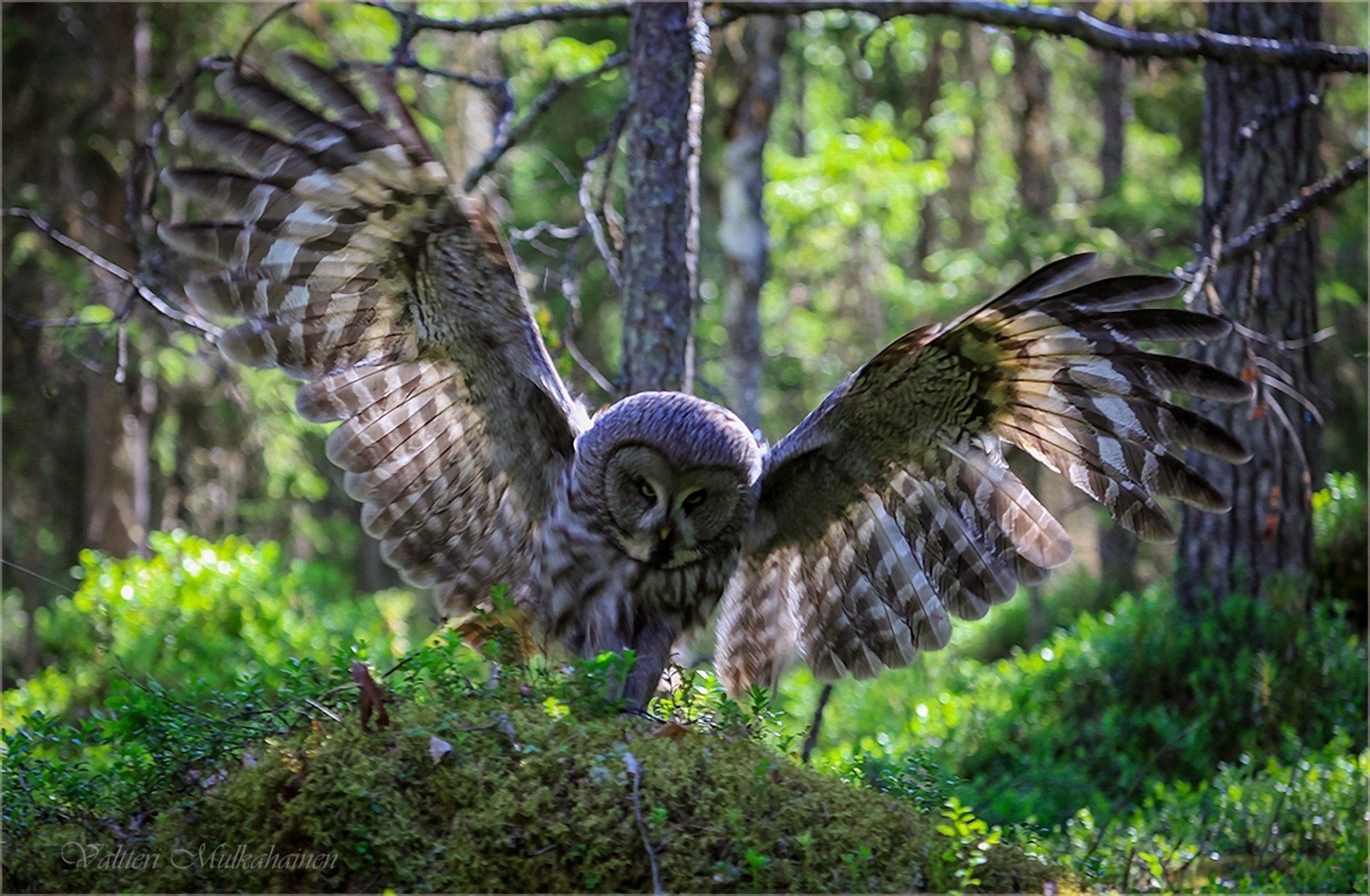 gufo uccello foresta natura