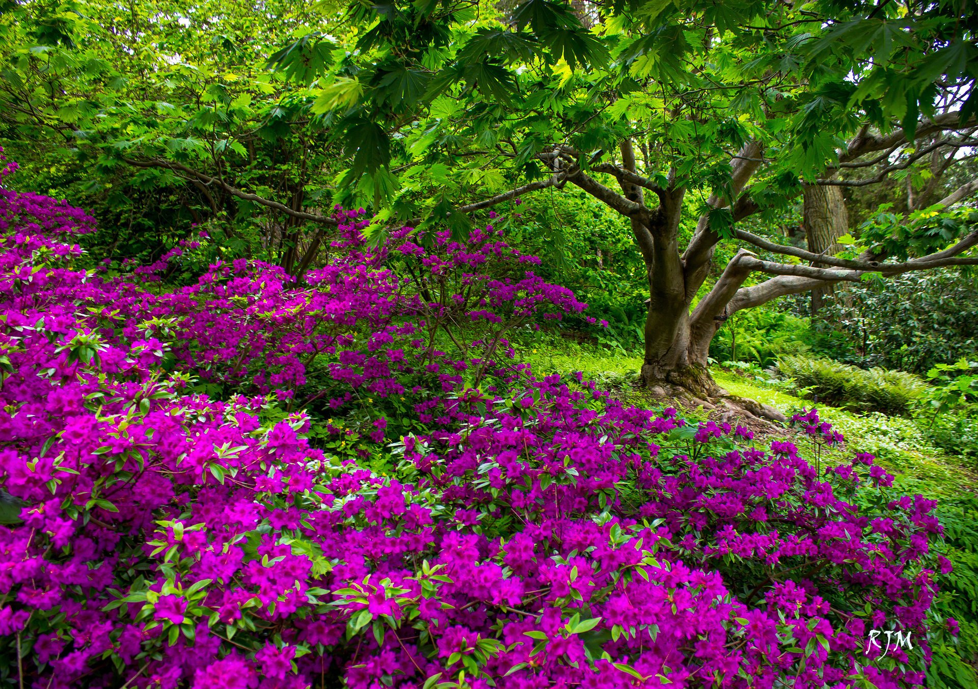 fleurs parc flore