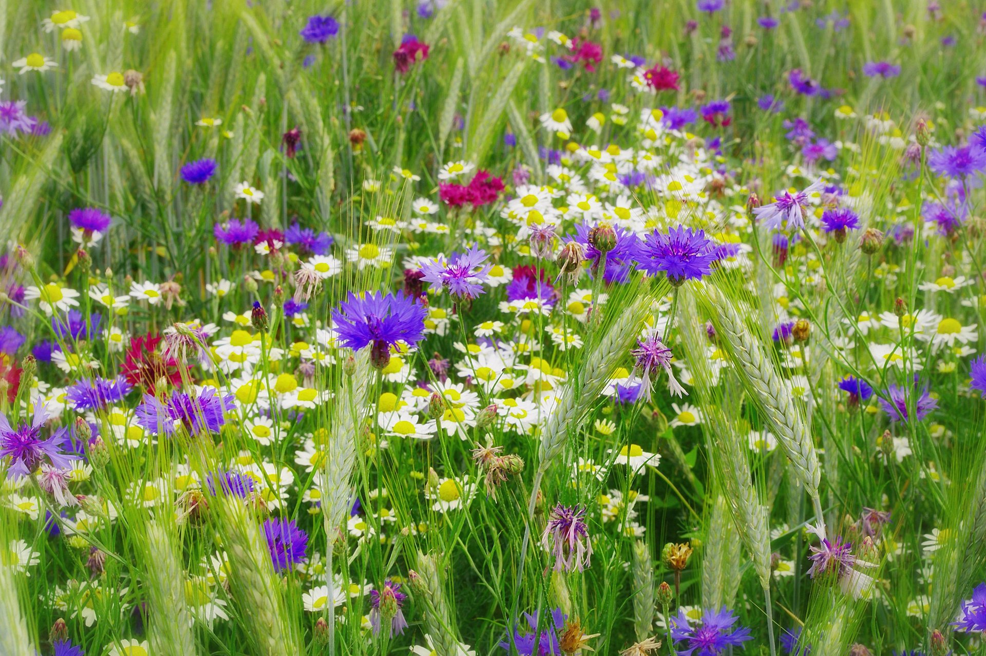 naturaleza verano flores silvestres acianos margaritas espiguillas