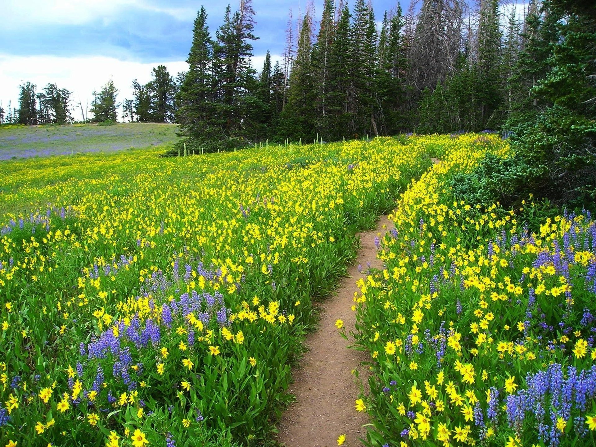 fleurs forêt joliment sentier