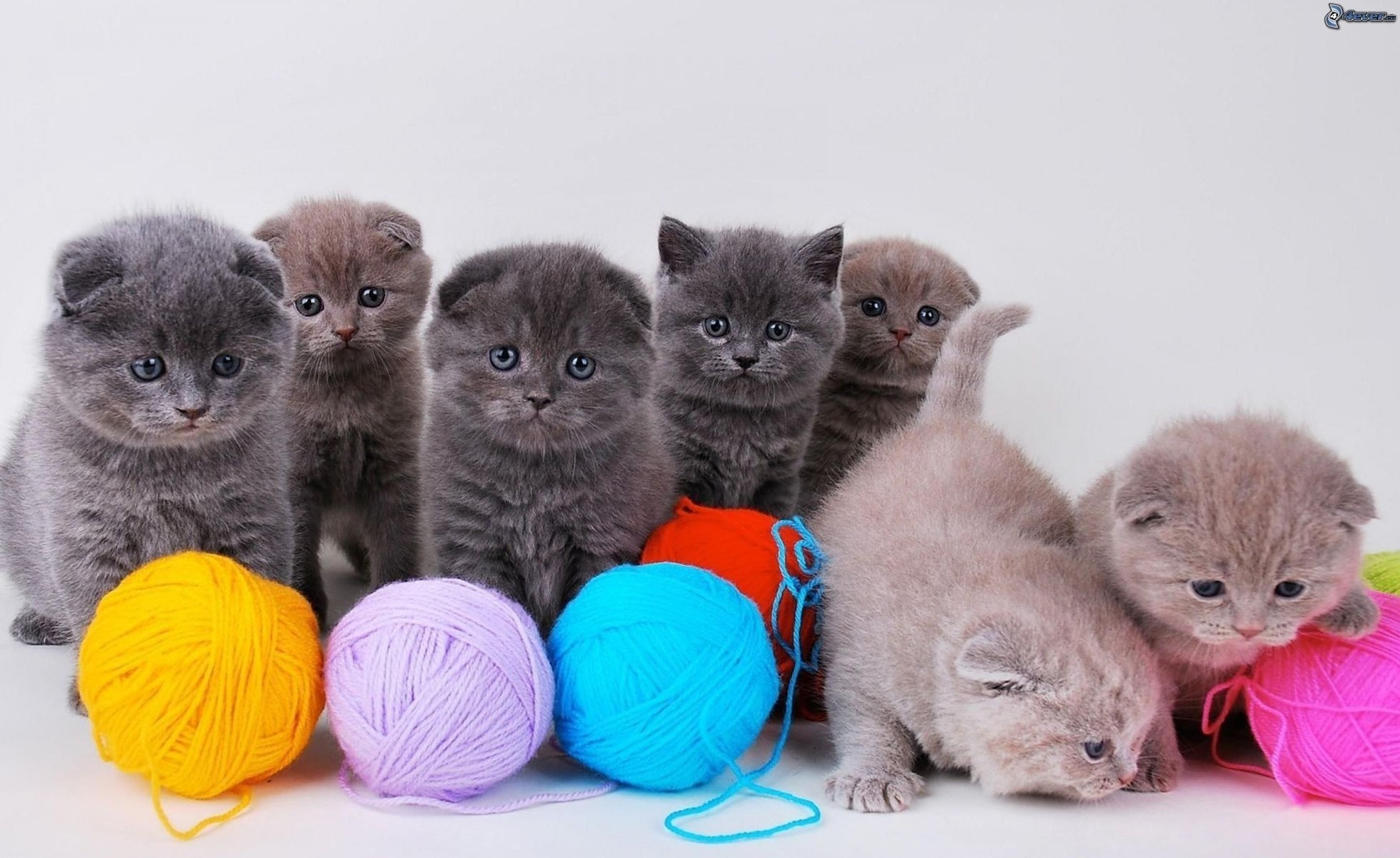 posieren kätzchen kleinkinder weißer hintergrund katze schön brite