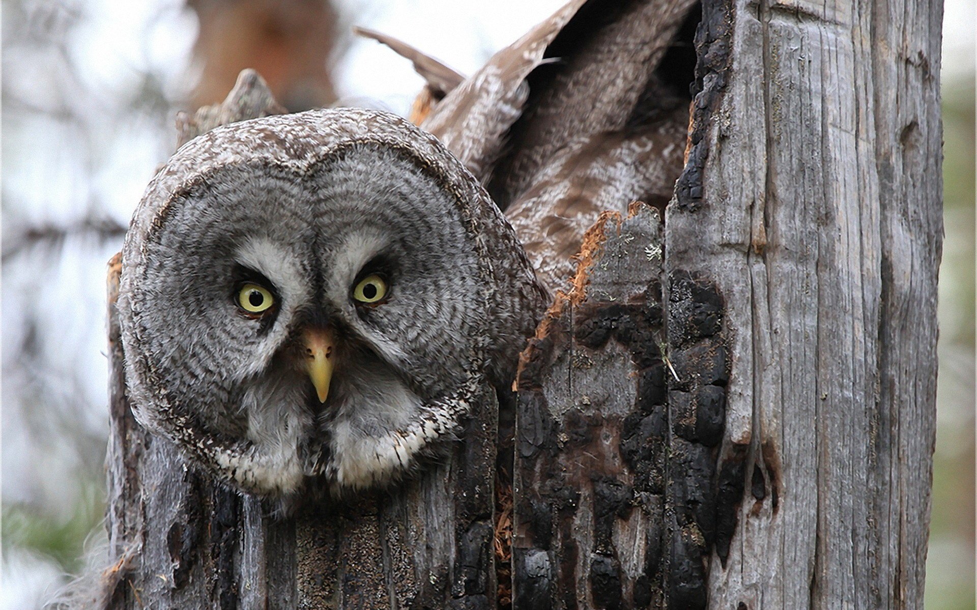 gufo uccello foresta natura