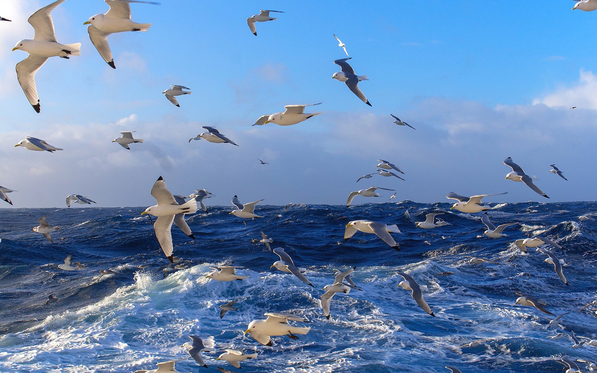 mare gabbiani natura