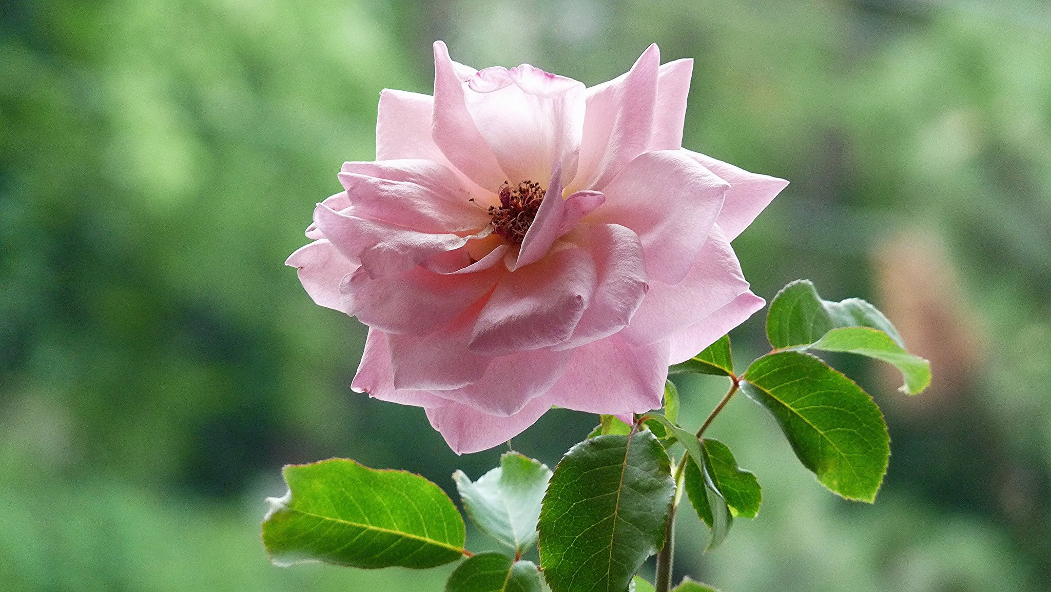 rose thé feuilles fond rose