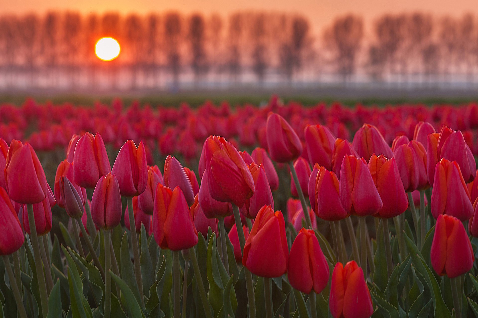 flores tulipanes campo sol puesta de sol