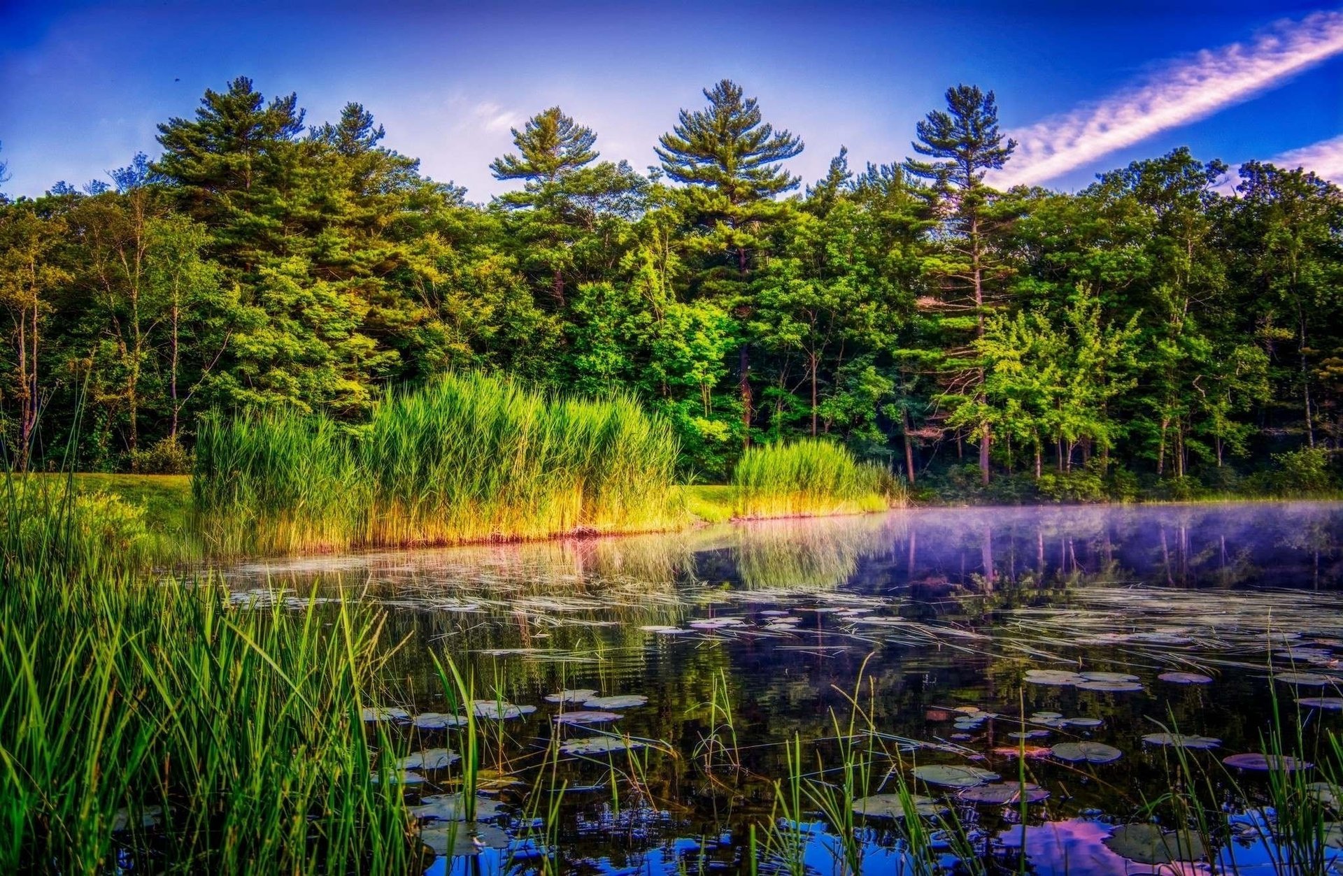 nature forest pond