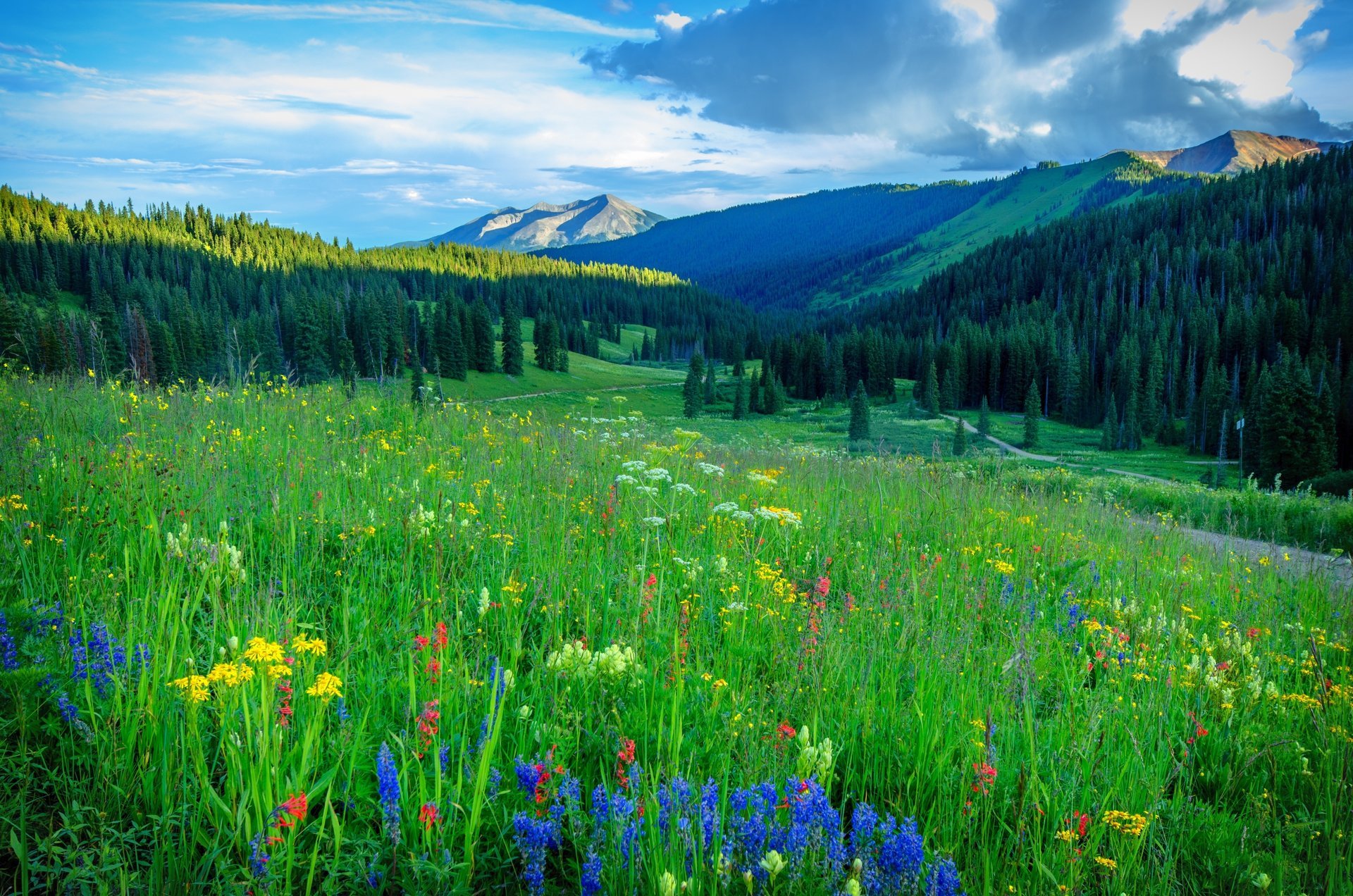 flowers field mountains trees road landscape colorado