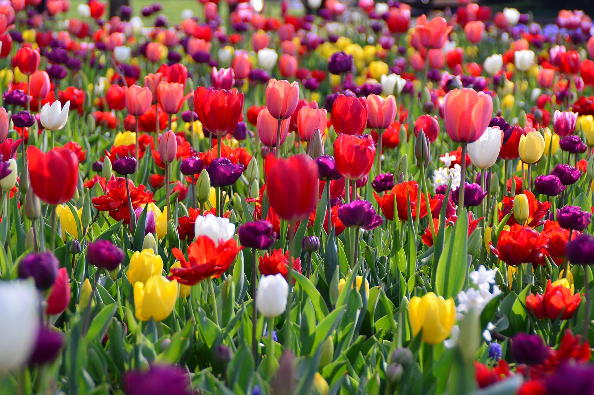 fiori primavera tulipani