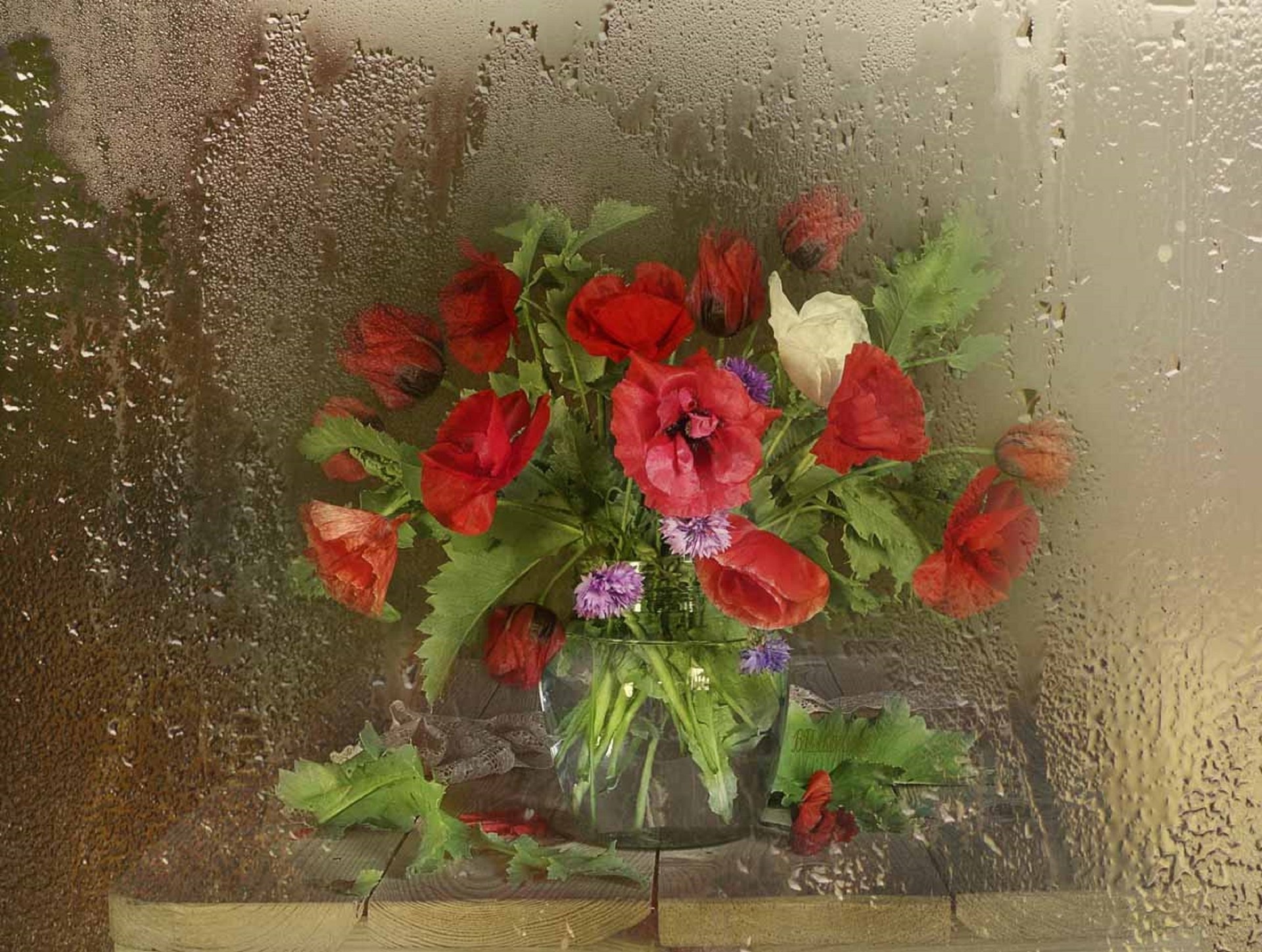 bouquet coquelicots verre eau nature morte