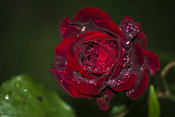 Nahaufnahme einer Rose mit Wassertropfen