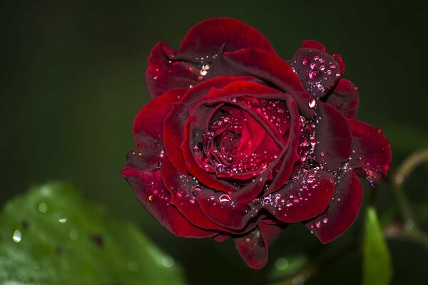 Macro disparo rosa con gotas de agua