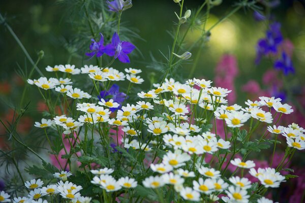 Wildblumen auf einem verschwommenen grün-gelben Hintergrund