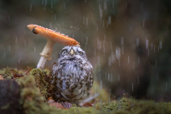 A little owl hides from the rain