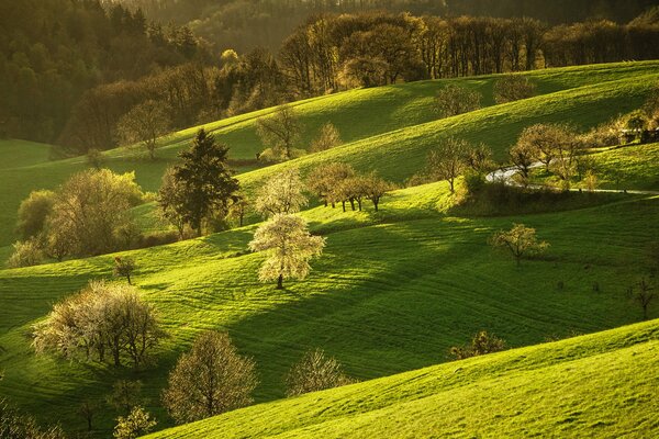 Zielone wzgórza na wiosnę. Kwitnienie