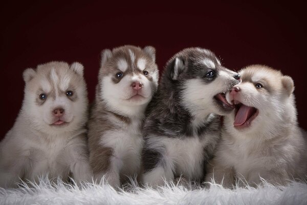 Quatre chiots apprennent l art de la séance photo