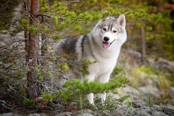 Neugieriger Blick des Hundes hinter dem Weihnachtsbaum