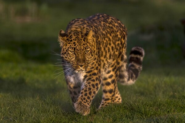 Belle, chic chatte sauvage