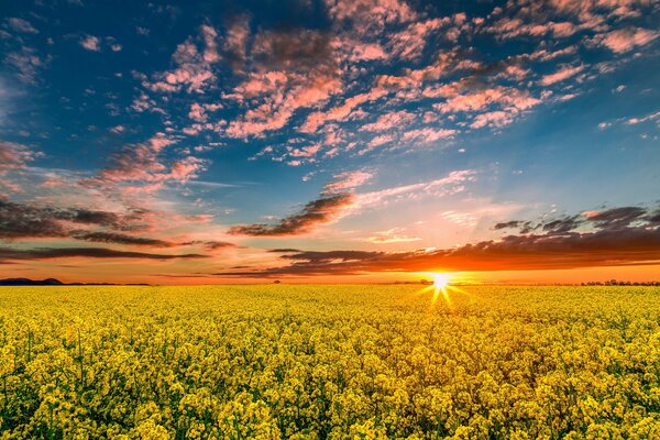 Frühling Naturfeld bei Sonnenuntergang