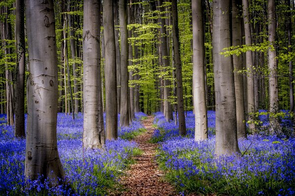 Campane fiorite-decorazione della foresta!