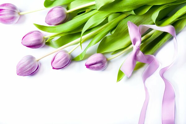 Pink tulips with a pink ribbon on a white background