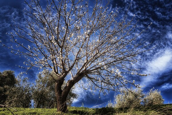 Cielo blu brillante. Albero in fiore