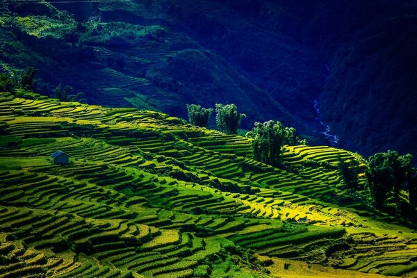 In Vietnam im Sommer Felder von unbeschreiblicher Schönheit