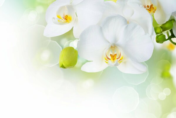 Delicious white orchid flowers