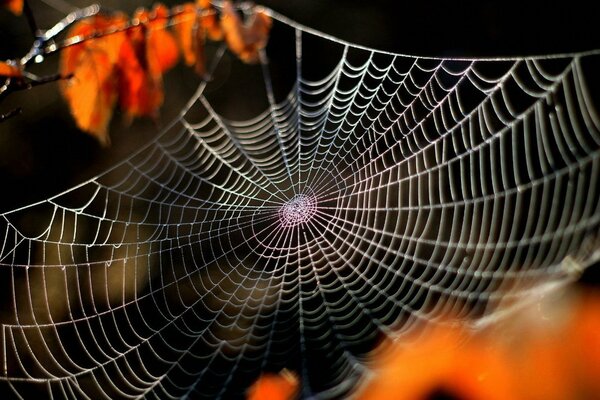 Weißes Spinnennetz auf Herbstzweigen