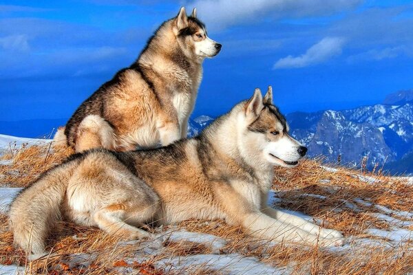 I cani guardano in lontananza dalla cima della montagna