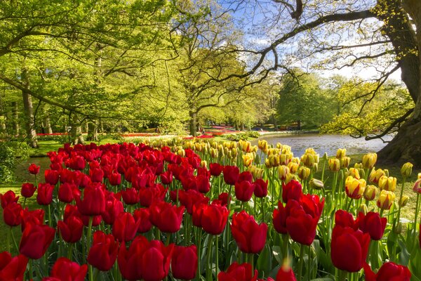 Frühling im Park. Gelbe und rote Tulpen